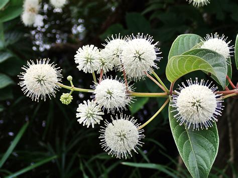 開滿花的樹|【開花筆記】風箱樹